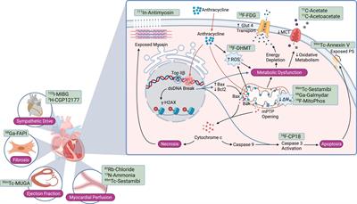 Anthracycline-induced cardiotoxicity: From pathobiology to identification of molecular targets for nuclear imaging